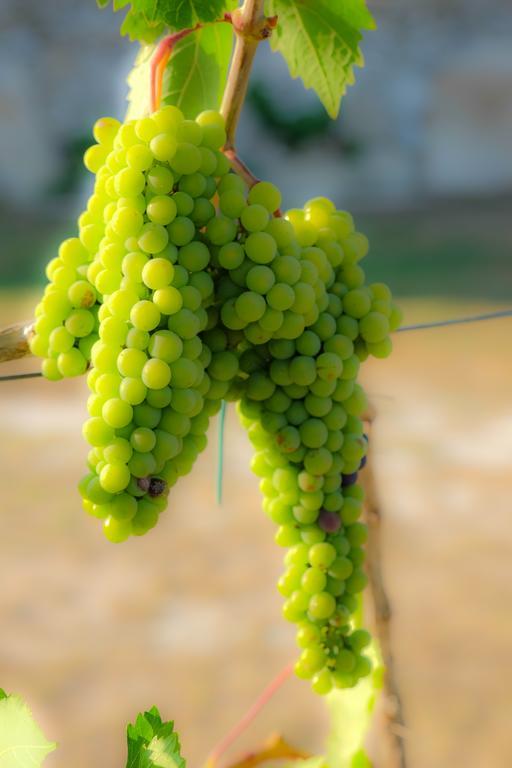 Agriturismo Il Megalite Giurdignano Zewnętrze zdjęcie